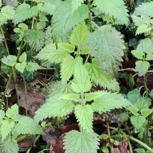 Photographie n°2774145 du taxon Urtica dioica L.