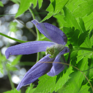 Photographie n°2774150 du taxon Clematis alpina subsp. alpina 