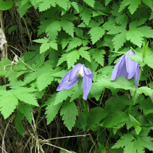 Photographie n°2774151 du taxon Clematis alpina subsp. alpina 