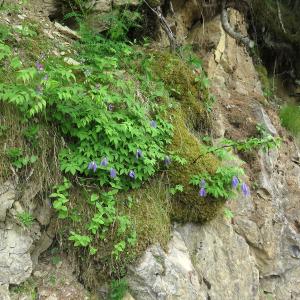  - Clematis alpina subsp. alpina 