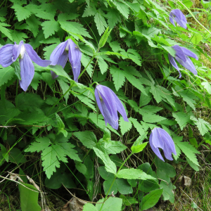  - Clematis alpina subsp. alpina 