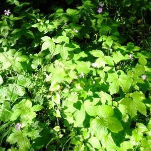 Photographie n°2774165 du taxon Geranium nodosum L. [1753]