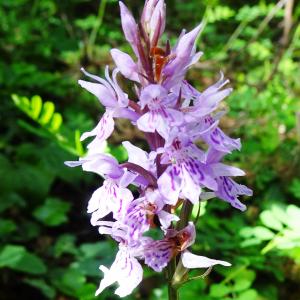 Photographie n°2774166 du taxon Dactylorhiza fuchsii (Druce) Soó [1962]