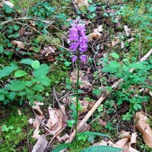 Photographie n°2774170 du taxon Dactylorhiza fuchsii (Druce) Soó [1962]