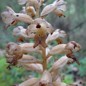 Photographie n°2774188 du taxon Neottia nidus-avis (L.) Rich. [1817]