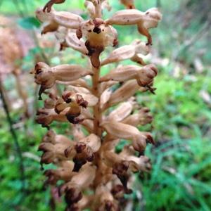 Photographie n°2774190 du taxon Neottia nidus-avis (L.) Rich. [1817]