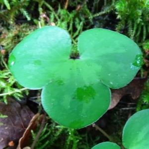 Photographie n°2774198 du taxon Anemone hepatica L. [1753]