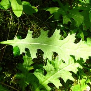 Photographie n°2774401 du taxon Cirsium tuberosum (L.) All. [1785]