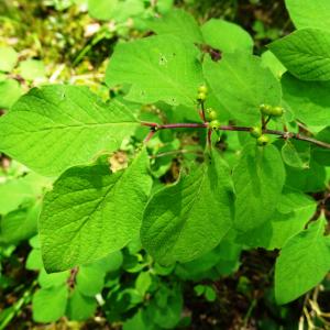 Photographie n°2774419 du taxon Lonicera xylosteum L. [1753]