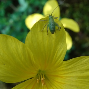 Photographie n°2774420 du taxon Linum campanulatum L. [1753]