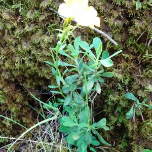 Photographie n°2774430 du taxon Linum campanulatum L. [1753]