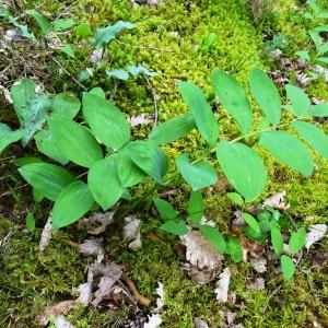 Photographie n°2774591 du taxon Polygonatum odoratum (Mill.) Druce [1906]