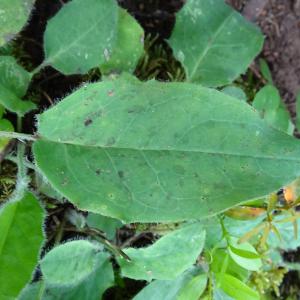 Photographie n°2774594 du taxon Hieracium maculatum Schrank [1789]