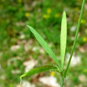 Photographie n°2774618 du taxon Lathyrus sphaericus Retz. [1783]