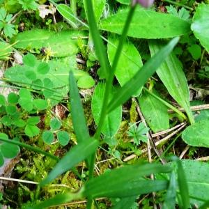 Photographie n°2774624 du taxon Polygala vulgaris L. [1753]