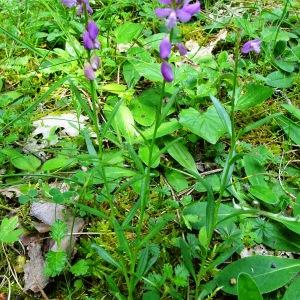 Photographie n°2774625 du taxon Polygala vulgaris L. [1753]