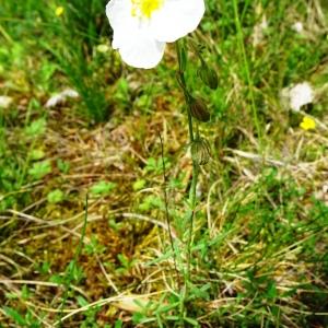 Photographie n°2774637 du taxon Helianthemum apenninum (L.) Mill. [1768]