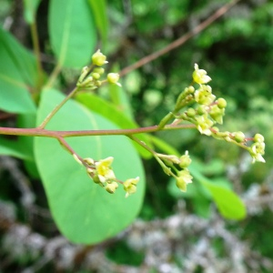 Photographie n°2774913 du taxon Cotinus coggygria Scop. [1771]