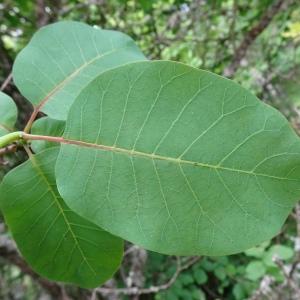 Photographie n°2774915 du taxon Cotinus coggygria Scop. [1771]