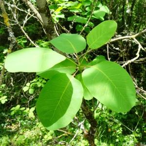 Photographie n°2774918 du taxon Cotinus coggygria Scop. [1771]