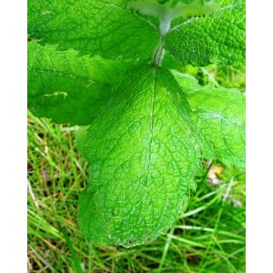 Mentha ×villosa Huds. n-var. villosa (Menthe velue)