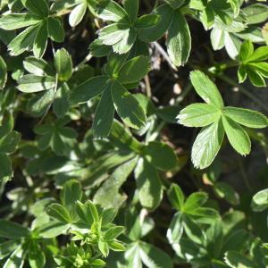  - Potentilla caulescens subsp. caulescens