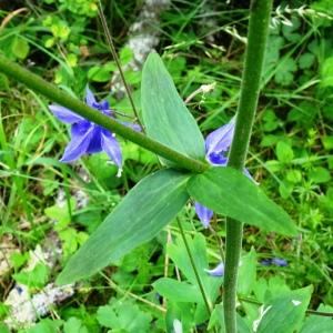 Photographie n°2775185 du taxon Aquilegia vulgaris L. [1753]