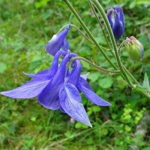 Photographie n°2775187 du taxon Aquilegia vulgaris L. [1753]