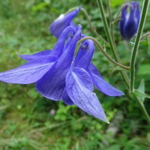 Photographie n°2775189 du taxon Aquilegia vulgaris L. [1753]