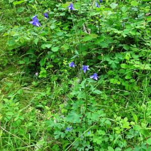 Photographie n°2775190 du taxon Aquilegia vulgaris L. [1753]