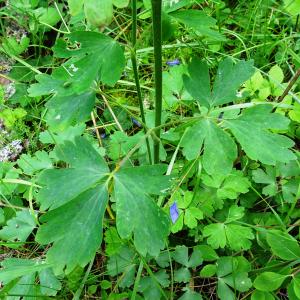 Photographie n°2775191 du taxon Aquilegia vulgaris L. [1753]