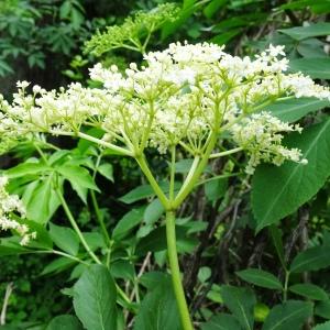 Photographie n°2775199 du taxon Sambucus nigra L. [1753]