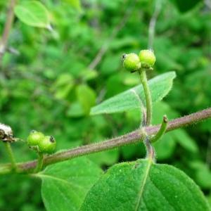 Photographie n°2775204 du taxon Lonicera xylosteum L. [1753]
