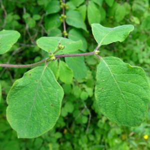 Photographie n°2775205 du taxon Lonicera xylosteum L. [1753]