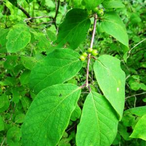 Photographie n°2775206 du taxon Lonicera xylosteum L. [1753]