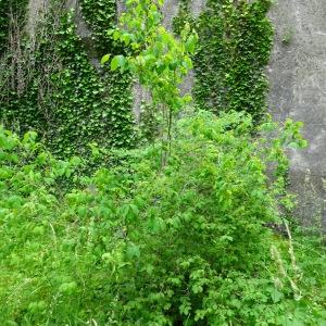 Photographie n°2775207 du taxon Lonicera xylosteum L. [1753]
