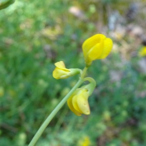 Photographie n°2775220 du taxon Coronilla minima L. [1756]