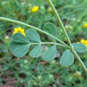 Photographie n°2775221 du taxon Coronilla minima L. [1756]