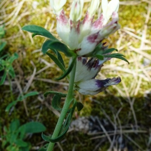 Photographie n°2775223 du taxon Anthyllis vulneraria L. [1753]
