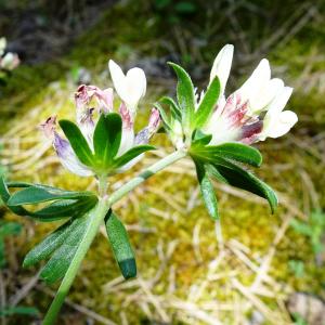 Photographie n°2775224 du taxon Anthyllis vulneraria L. [1753]