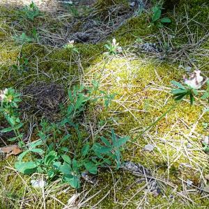 Photographie n°2775225 du taxon Anthyllis vulneraria L. [1753]