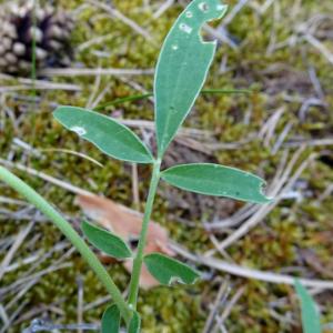 Photographie n°2775227 du taxon Anthyllis vulneraria L. [1753]