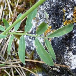 Photographie n°2775468 du taxon Anthyllis vulneraria L. [1753]