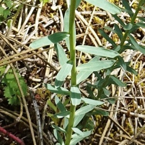 Photographie n°2775474 du taxon Euphorbia seguieriana Neck. [1770]
