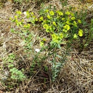 Photographie n°2775476 du taxon Euphorbia seguieriana Neck. [1770]