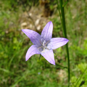 Photographie n°2775490 du taxon Campanula rapunculus L. [1753]