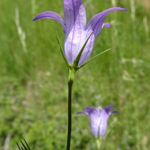 Photographie n°2775492 du taxon Campanula rapunculus L. [1753]