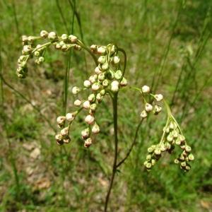 Photographie n°2775498 du taxon Filipendula vulgaris Moench [1794]