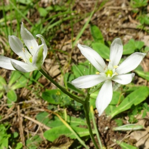 Photographie n°2775501 du taxon Ornithogalum orthophyllum Ten. [1831]