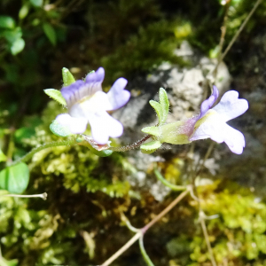 Photographie n°2775888 du taxon Chaenorhinum origanifolium (L.) Kostel. [1844]